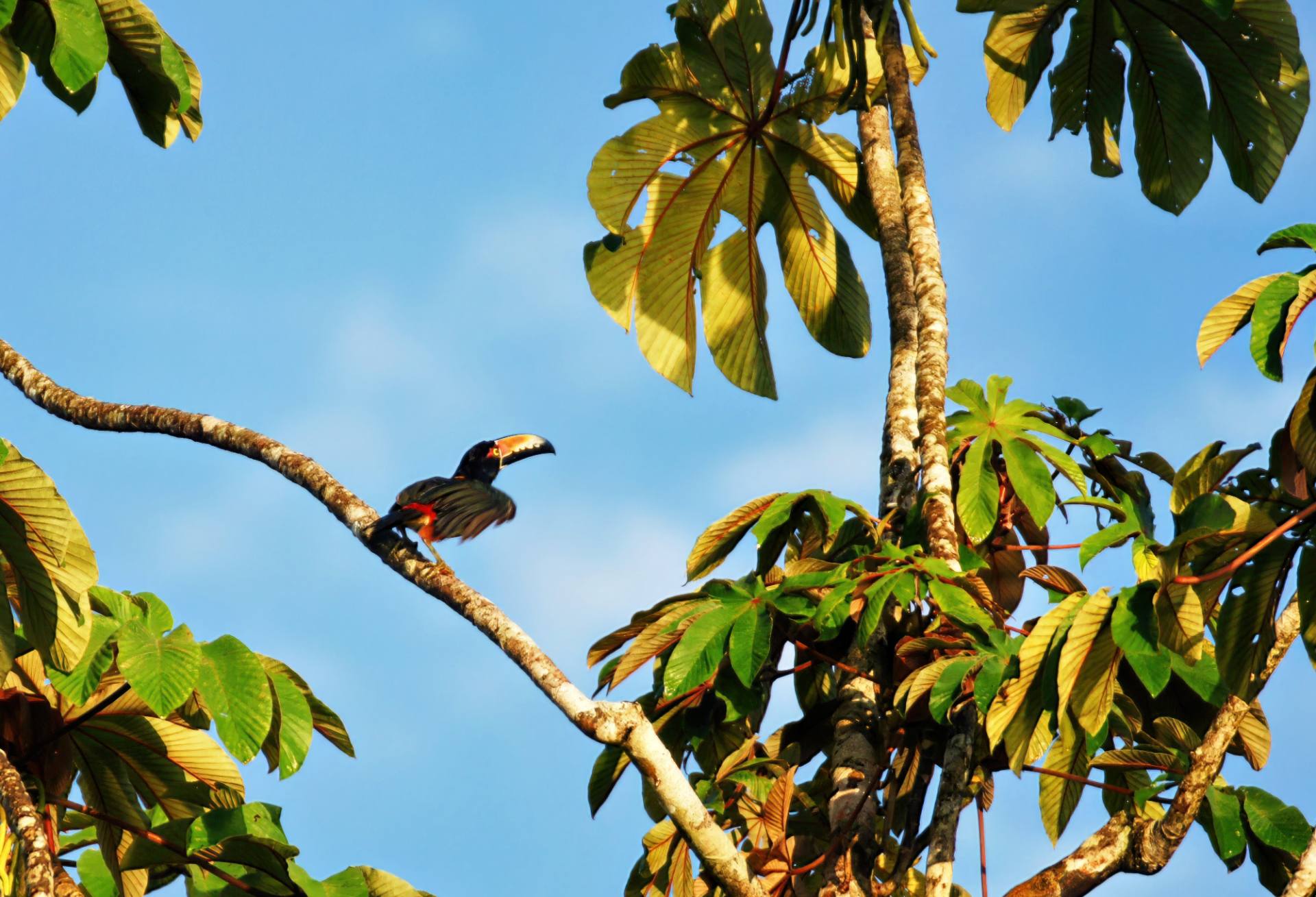 Feuerschnabelarassari (Pteroglossus frantzii)